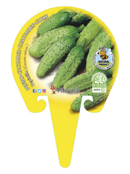 Pepinillo - Planta de huerto