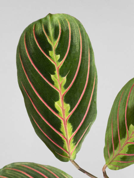 Maranta leuconeura 'Fascinator'