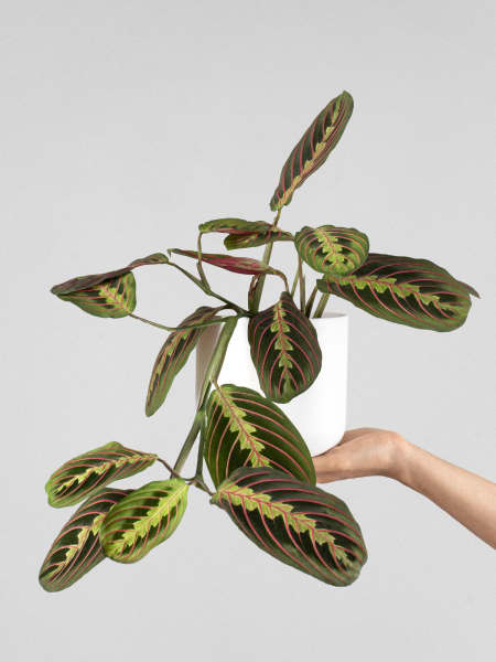 Maranta leuconeura 'Fascinator'