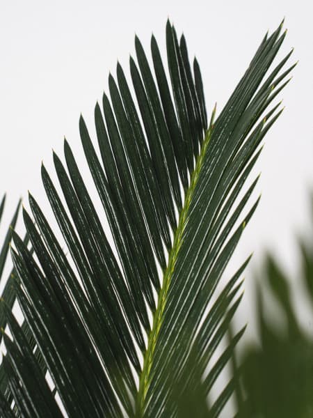 Cycas revoluta