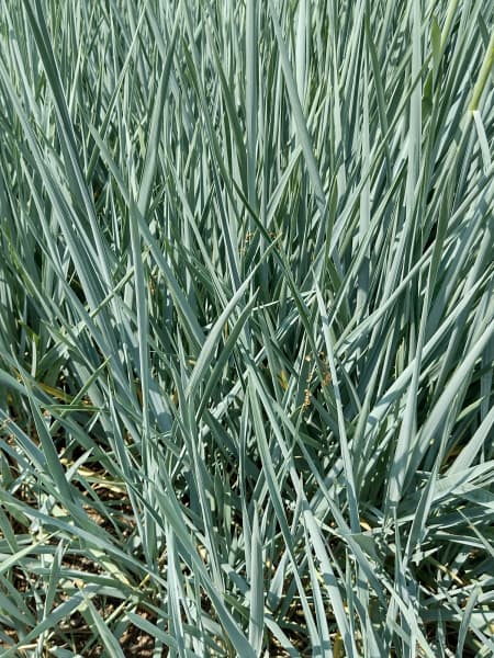 Gramínea Leymus arenarius ''Blue Dune''