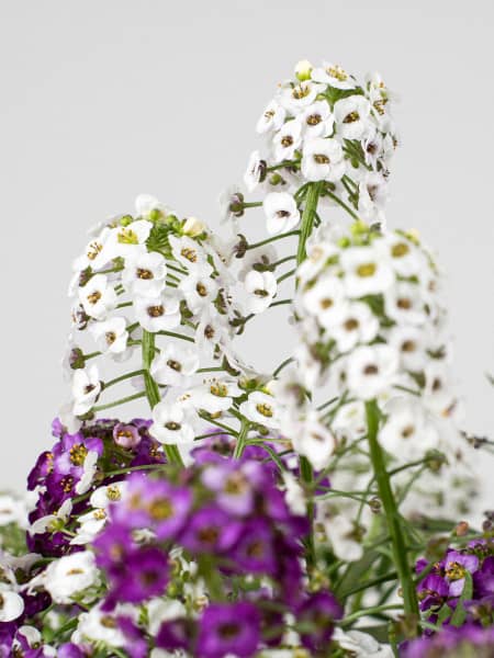 Lobularia maritima (Aliso)