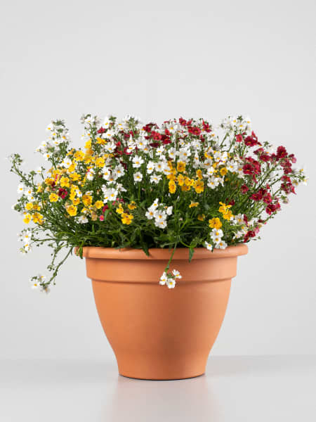 Nemesia