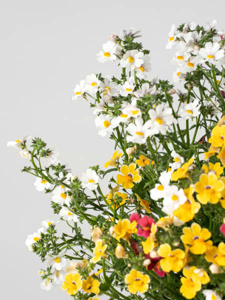 Nemesia