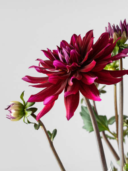 Dahlia ×hortensis