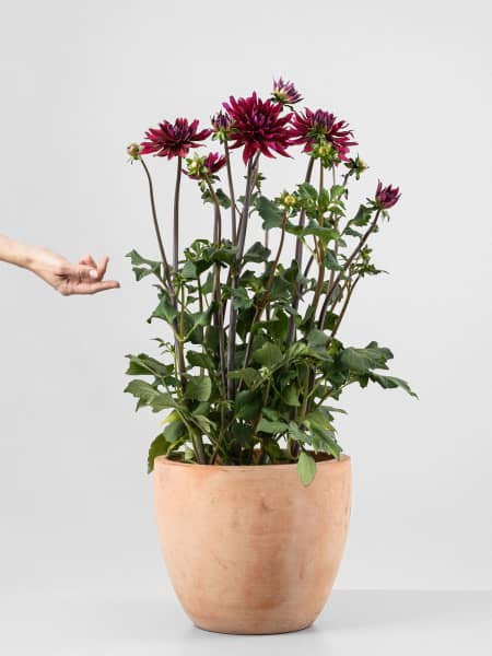 Dahlia ×hortensis