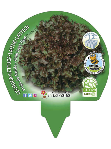 Lechuga hoja de roble - Pack de 12 plantas de huerto