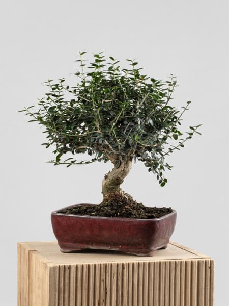 Bonsai Olivo silvestre (Olea oleaster)