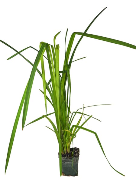 Carex pendula - Planta de orilla de estanque