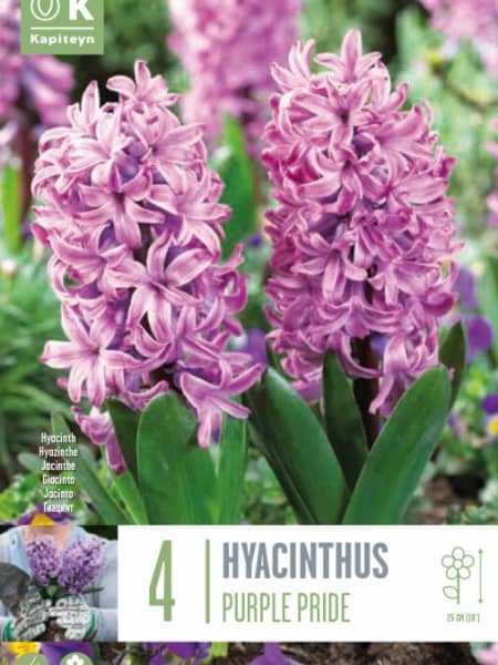 Bulbos de Jacintos 'Purple Pride'
