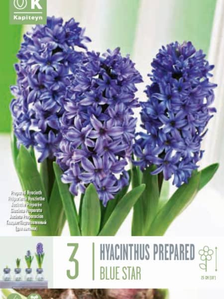 Bulbos de Jacintos 'Atlantic'