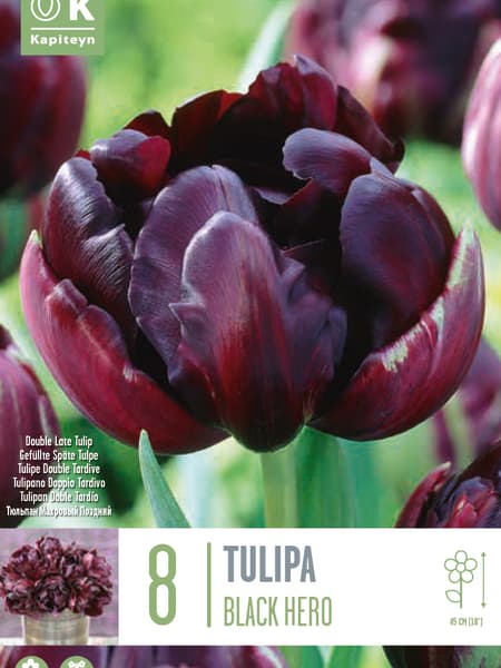Bulbos de Tulipán 'Black Hero'
