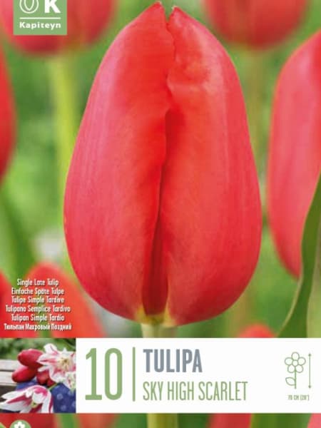 Bulbos de Tulipán 'Sky Scarlet'