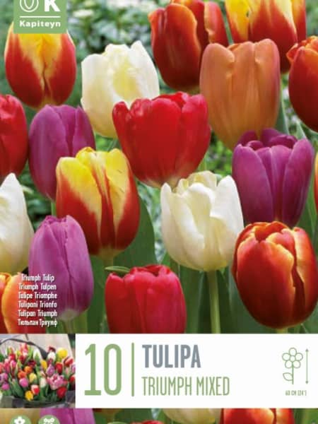 Bulbos de Tulipán Triumph Mix Colours