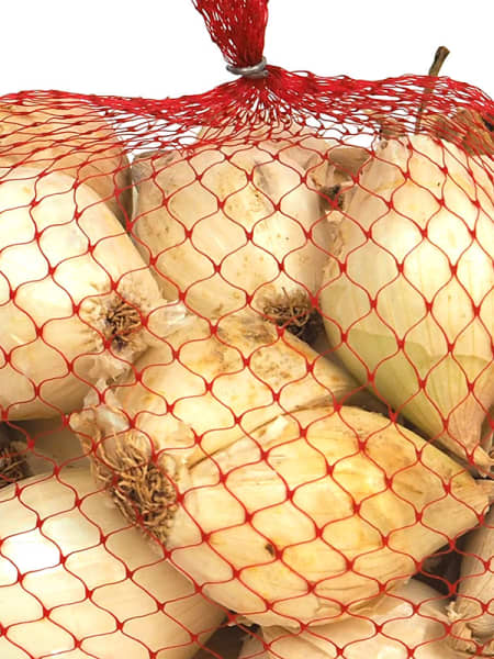 Calçots bolsa 2k  - Planta de huerto