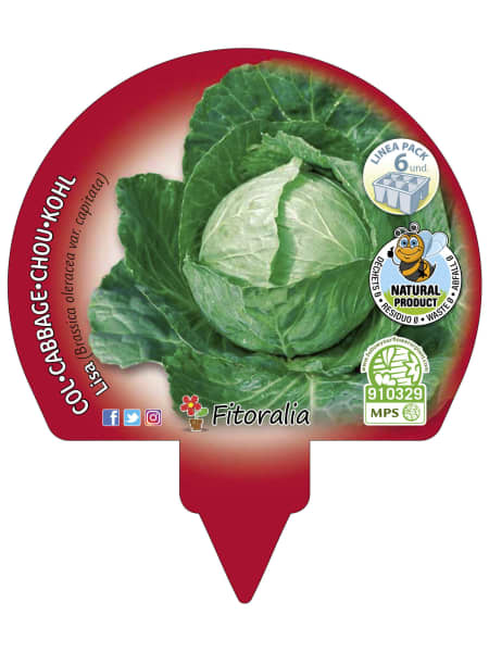 Col Lisa - Pack de 6 plantas de huerto