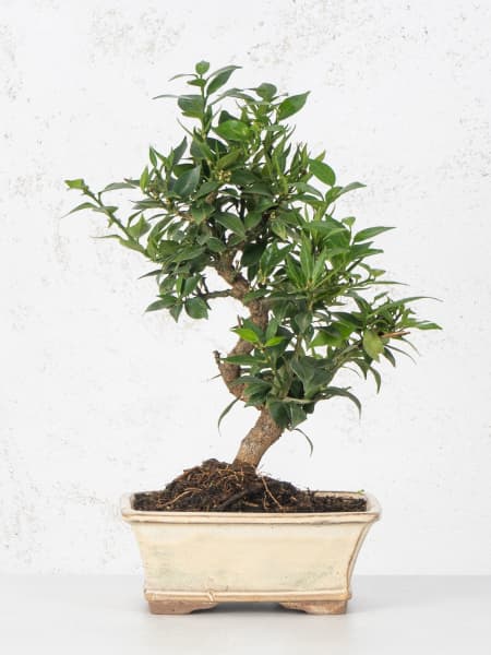 Bonsai Naranjo moruno (Citrus myrtifolia)