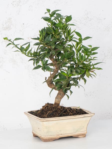 Bonsai Naranjo moruno (Citrus myrtifolia)