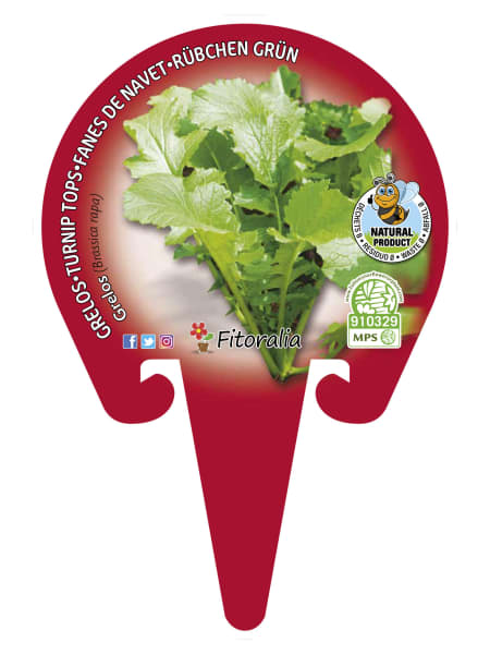 Grelo - Planta de huerto