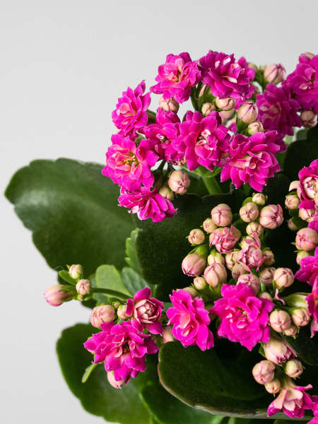 Kalanchoe 'Calandiva'