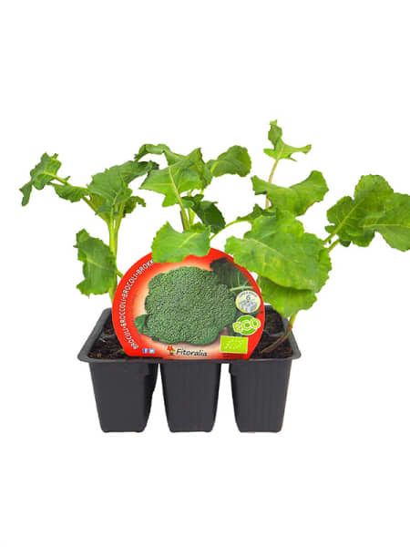 Brocoli - Pack de 6 plantas de huerto