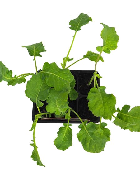 Brocoli - Pack de 6 plantas de huerto