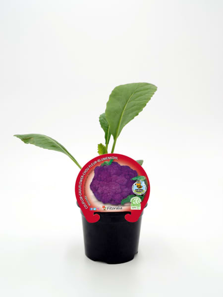 Coliflor morada - Planta de huerto