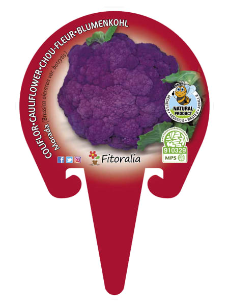 Coliflor morada - Planta de huerto