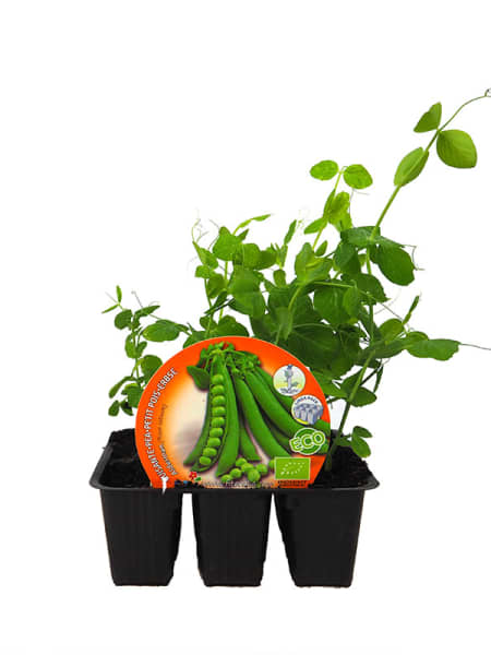 Guisante mata alta - Pack de 6 plantas de huerto