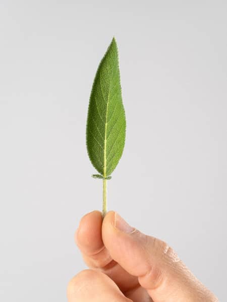 Salvia officinalis - Planta aromática