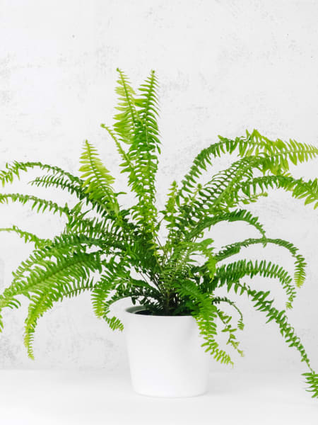 Helecho Nephrolepis cordifolia 'Duffii'