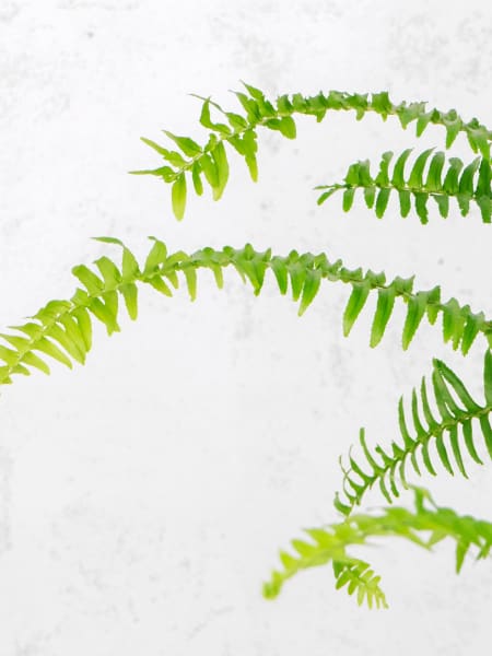 Helecho Nephrolepis cordifolia 'Duffii'