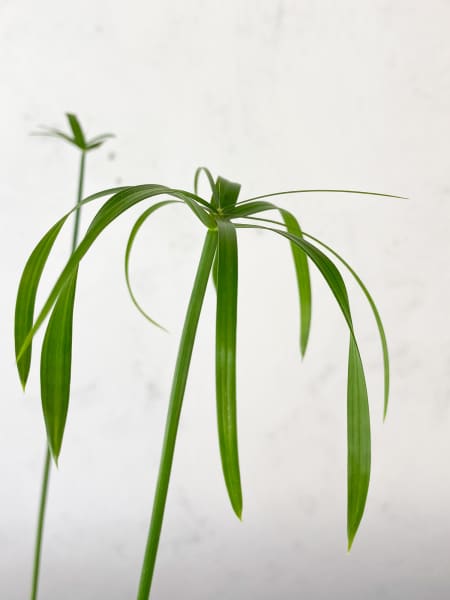 Planta paragüas (cyperus alternifolius) - Planta palustre de estanque