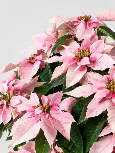 Flor de pascua 'Princettia' grande