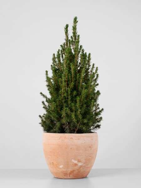 Mini Árbol de Navidad Picea