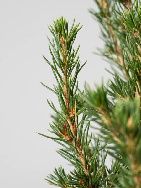 Mini Árbol de Navidad Picea