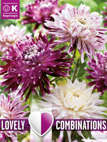 Bulbos de Dahlia decorativa Lovely Combinations blanco y morado