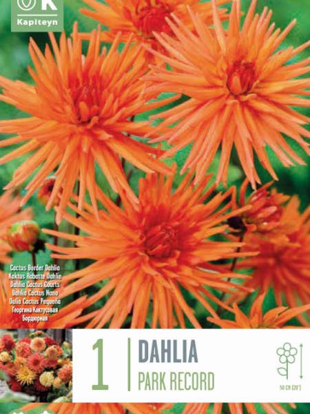 Bulbos de Dahlia 'Park Record'