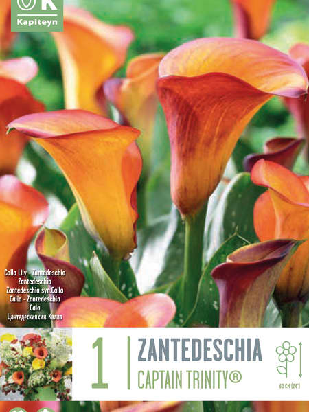 Bulbos de Zantedeschia 'Captain Trinity'