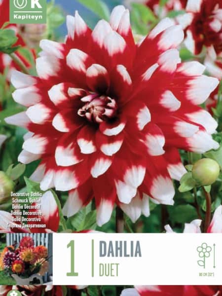 Bulbos de Dahlia 'Duet'