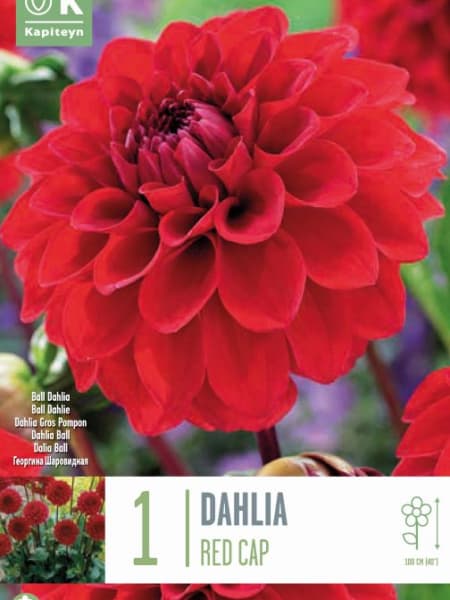 Bulbos de Dahlia 'Red Cap'