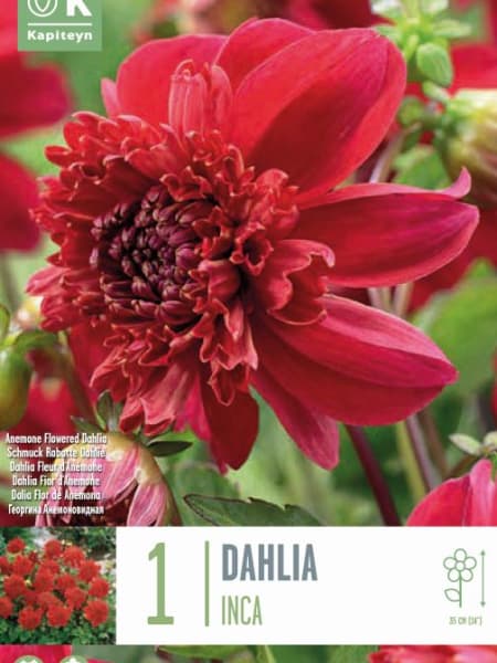 Bulbos de Dahlia 'Inca'