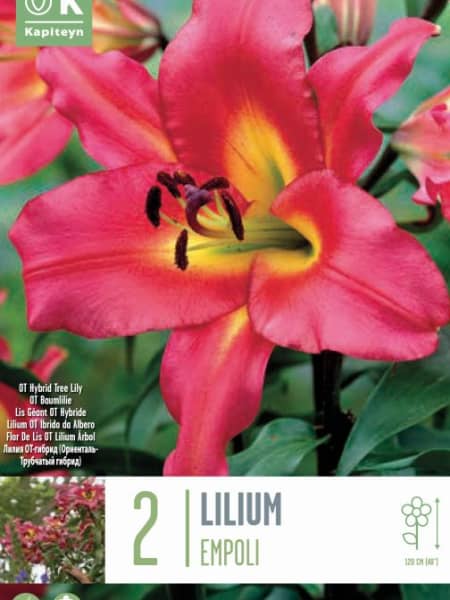 Bolsa 2 bulbos satisfaction