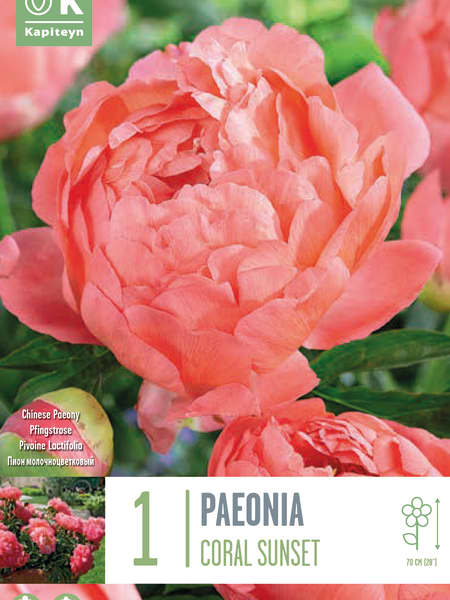Bulbos de Paeonia 'Coral Sunset"