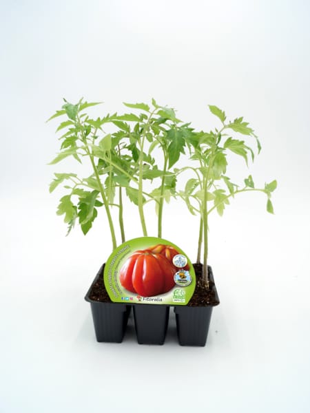 Tomate corazon de buey- Pack de 6 plantas de huerto