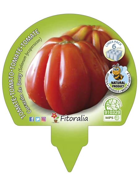 Tomate corazon de buey- Pack de 6 plantas de huerto