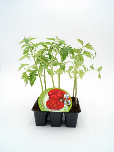 Tomate Montserrat - Planta de huerto