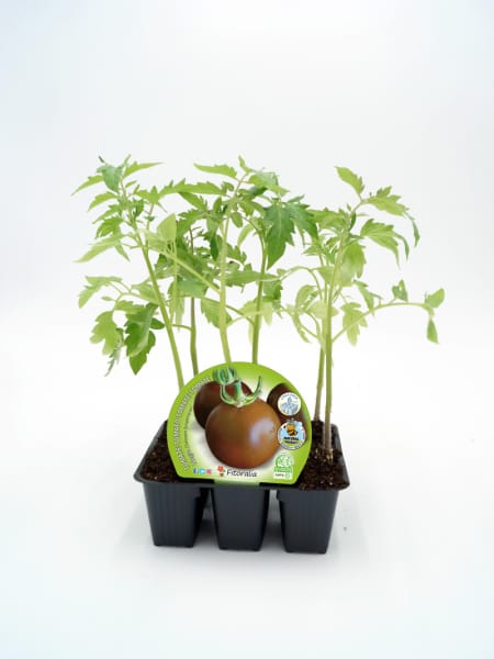 Tomate negro - Planta de huerto