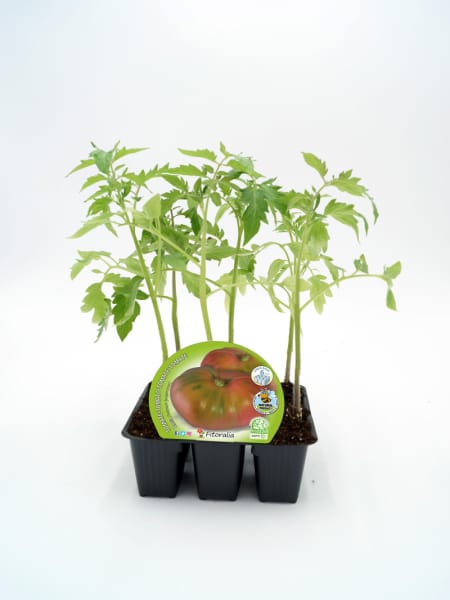 Tomate rosa - Planta de huerto