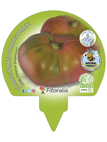 Tomate rosa- Pack de 6 plantas de huerto